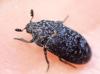 Dermestes murinus